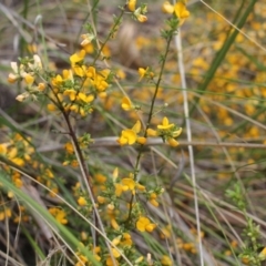 Pultenaea microphylla (Egg and Bacon Pea) at Bungendore, NSW - 27 Oct 2022 by inquisitive
