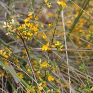 Pultenaea microphylla at Bungendore, NSW - 27 Oct 2022 12:12 PM