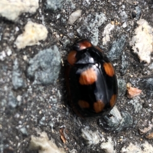 Paropsisterna beata at Canberra, ACT - 28 Oct 2022