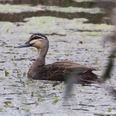 Anas superciliosa (Pacific Black Duck) at QPRC LGA - 28 Oct 2022 by RodDeb