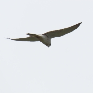 Falco cenchroides at Jerrabomberra, NSW - 28 Oct 2022