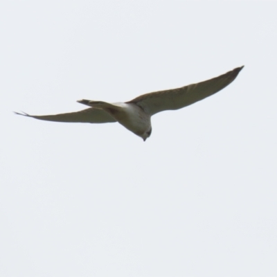 Falco cenchroides (Nankeen Kestrel) at QPRC LGA - 28 Oct 2022 by RodDeb