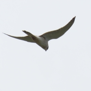 Falco cenchroides at Jerrabomberra, NSW - 28 Oct 2022