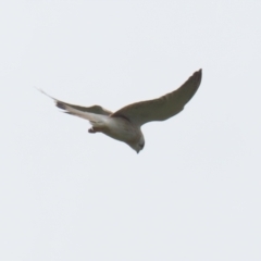 Falco cenchroides at Jerrabomberra, NSW - 28 Oct 2022 12:29 PM