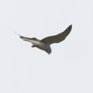 Falco cenchroides at Jerrabomberra, NSW - 28 Oct 2022