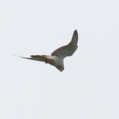 Falco cenchroides at Jerrabomberra, NSW - 28 Oct 2022 12:29 PM