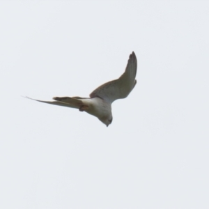 Falco cenchroides at Jerrabomberra, NSW - 28 Oct 2022