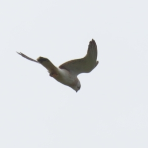 Falco cenchroides at Jerrabomberra, NSW - 28 Oct 2022