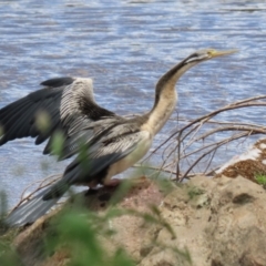 Anhinga novaehollandiae (Australasian Darter) at Jerrabomberra, NSW - 28 Oct 2022 by RodDeb