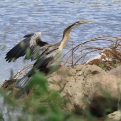 Anhinga novaehollandiae at Jerrabomberra, NSW - 28 Oct 2022