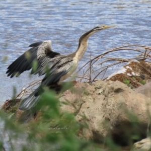 Anhinga novaehollandiae at Jerrabomberra, NSW - 28 Oct 2022 12:54 PM