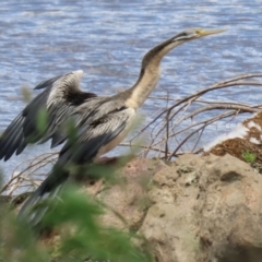 Anhinga novaehollandiae at Jerrabomberra, NSW - 28 Oct 2022