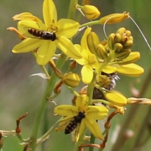 Melangyna viridiceps at Jerrabomberra, NSW - 28 Oct 2022