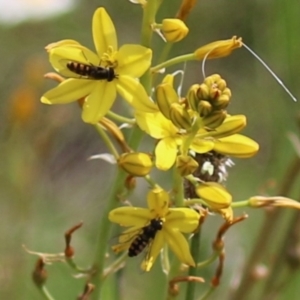 Melangyna viridiceps at Jerrabomberra, NSW - 28 Oct 2022