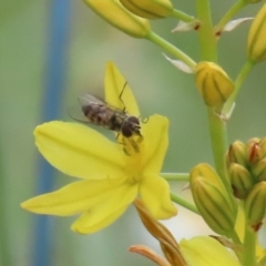 Melangyna viridiceps at Jerrabomberra, NSW - 28 Oct 2022