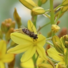 Melangyna viridiceps at Jerrabomberra, NSW - 28 Oct 2022