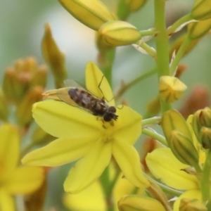 Melangyna viridiceps at Jerrabomberra, NSW - 28 Oct 2022