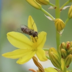 Melangyna viridiceps at Jerrabomberra, NSW - 28 Oct 2022