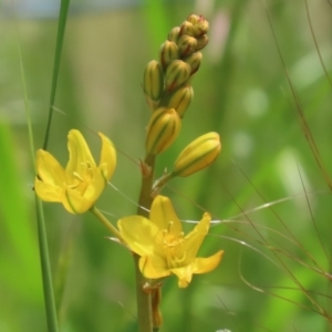 Bulbine bulbosa at Jerrabomberra, NSW - 28 Oct 2022 12:44 PM