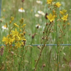 Bulbine bulbosa at Jerrabomberra, NSW - 28 Oct 2022 12:44 PM