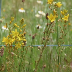 Bulbine bulbosa at Jerrabomberra, NSW - 28 Oct 2022 12:44 PM