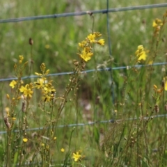 Bulbine bulbosa at Jerrabomberra, NSW - 28 Oct 2022