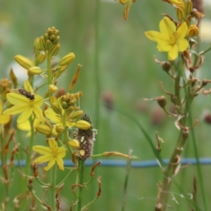 Bulbine bulbosa at Jerrabomberra, NSW - 28 Oct 2022