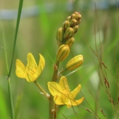 Bulbine bulbosa at Jerrabomberra, NSW - 28 Oct 2022