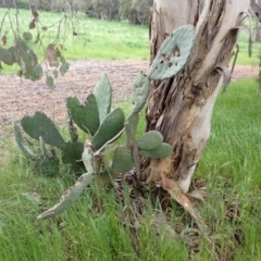 Opuntia ficus-indica (Indian Fig, Spineless Cactus) at Molonglo Valley, ACT - 23 Oct 2022 by drakes