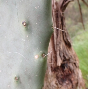 Opuntia ficus-indica at Molonglo Valley, ACT - 24 Oct 2022