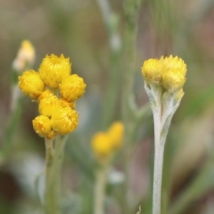 Chrysocephalum apiculatum at Jerrabomberra, NSW - 28 Oct 2022