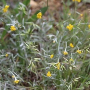 Chrysocephalum apiculatum at Jerrabomberra, NSW - 28 Oct 2022 12:32 PM