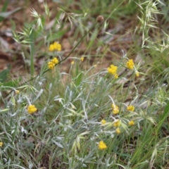 Chrysocephalum apiculatum at Jerrabomberra, NSW - 28 Oct 2022