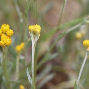 Chrysocephalum apiculatum at Jerrabomberra, NSW - 28 Oct 2022