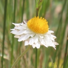 Leucochrysum albicans subsp. tricolor (Hoary Sunray) at Jerrabomberra, NSW - 28 Oct 2022 by RodDeb