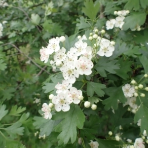 Crataegus monogyna at Molonglo Valley, ACT - 24 Oct 2022