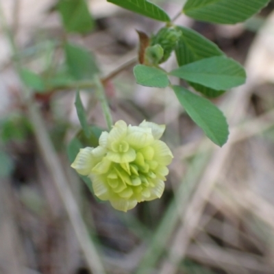 Trifolium campestre (Hop Clover) at Boorowa, NSW - 15 Oct 2022 by drakes