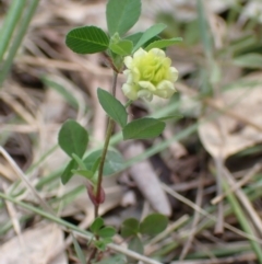 Trifolium campestre at Boorowa, NSW - 15 Oct 2022