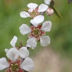 Gaudium multicaule (Teatree) at Frogmore, NSW - 15 Oct 2022 by drakes