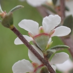 Gaudium multicaule at Frogmore, NSW - 15 Oct 2022