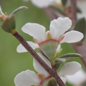 Gaudium multicaule at Frogmore, NSW - 15 Oct 2022 03:17 PM