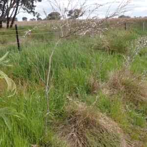 Gaudium multicaule at Frogmore, NSW - 15 Oct 2022 03:17 PM