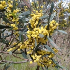 Acacia trineura (Three-nerved Wattle) at Boorowa, NSW - 15 Oct 2022 by drakes