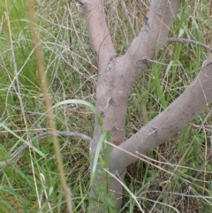 Acacia trineura at Boorowa, NSW - 15 Oct 2022