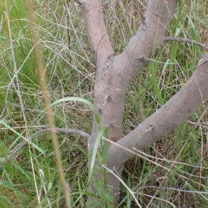 Acacia trineura at Boorowa, NSW - 15 Oct 2022