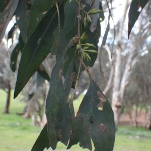 Eucalyptus blakelyi at Godfreys Creek, NSW - 1 Oct 2022