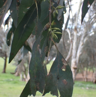 Eucalyptus blakelyi (Blakely's Red Gum) at Godfreys Creek, NSW - 1 Oct 2022 by drakes