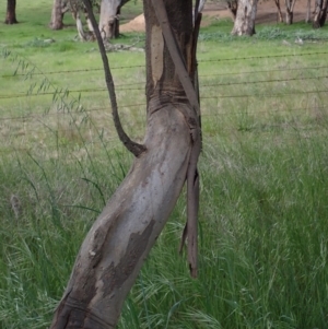 Eucalyptus blakelyi at Godfreys Creek, NSW - 1 Oct 2022