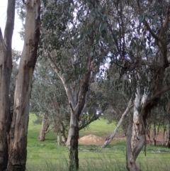 Eucalyptus blakelyi at Godfreys Creek, NSW - 1 Oct 2022