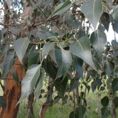 Brachychiton populneus subsp. populneus (Kurrajong) at Godfreys Creek, NSW - 1 Oct 2022 by drakes